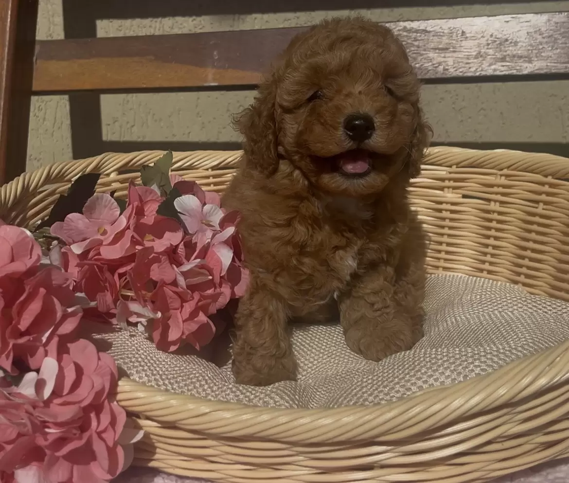 Poodle red Antony