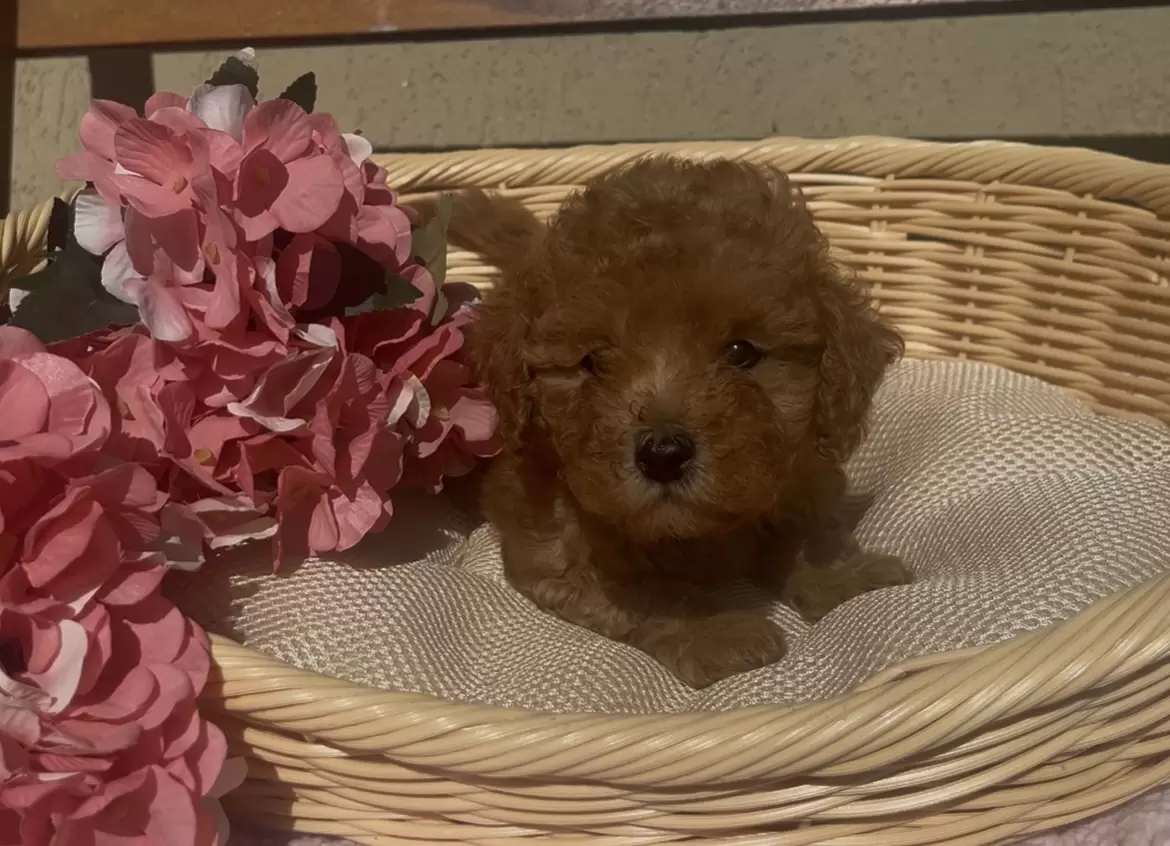 Poodle red 