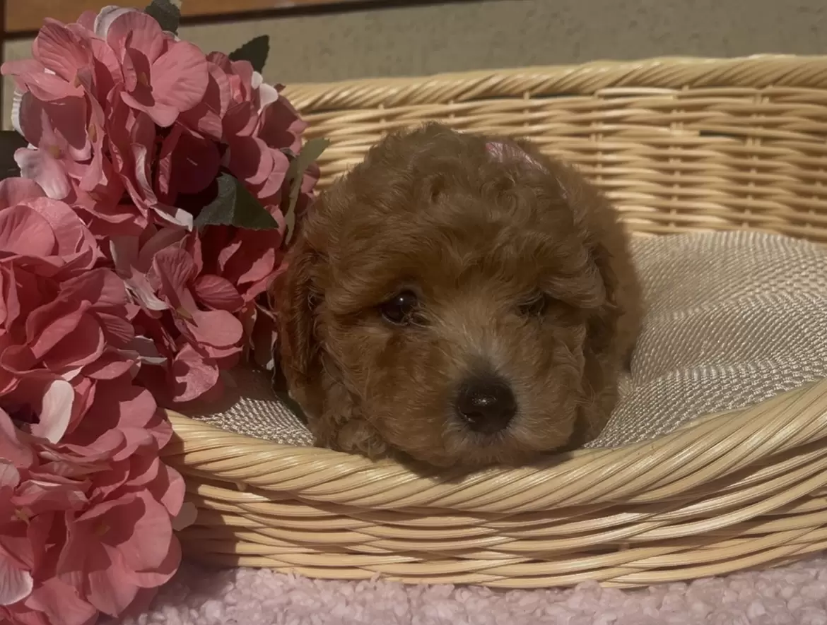 Poodle red Alina 