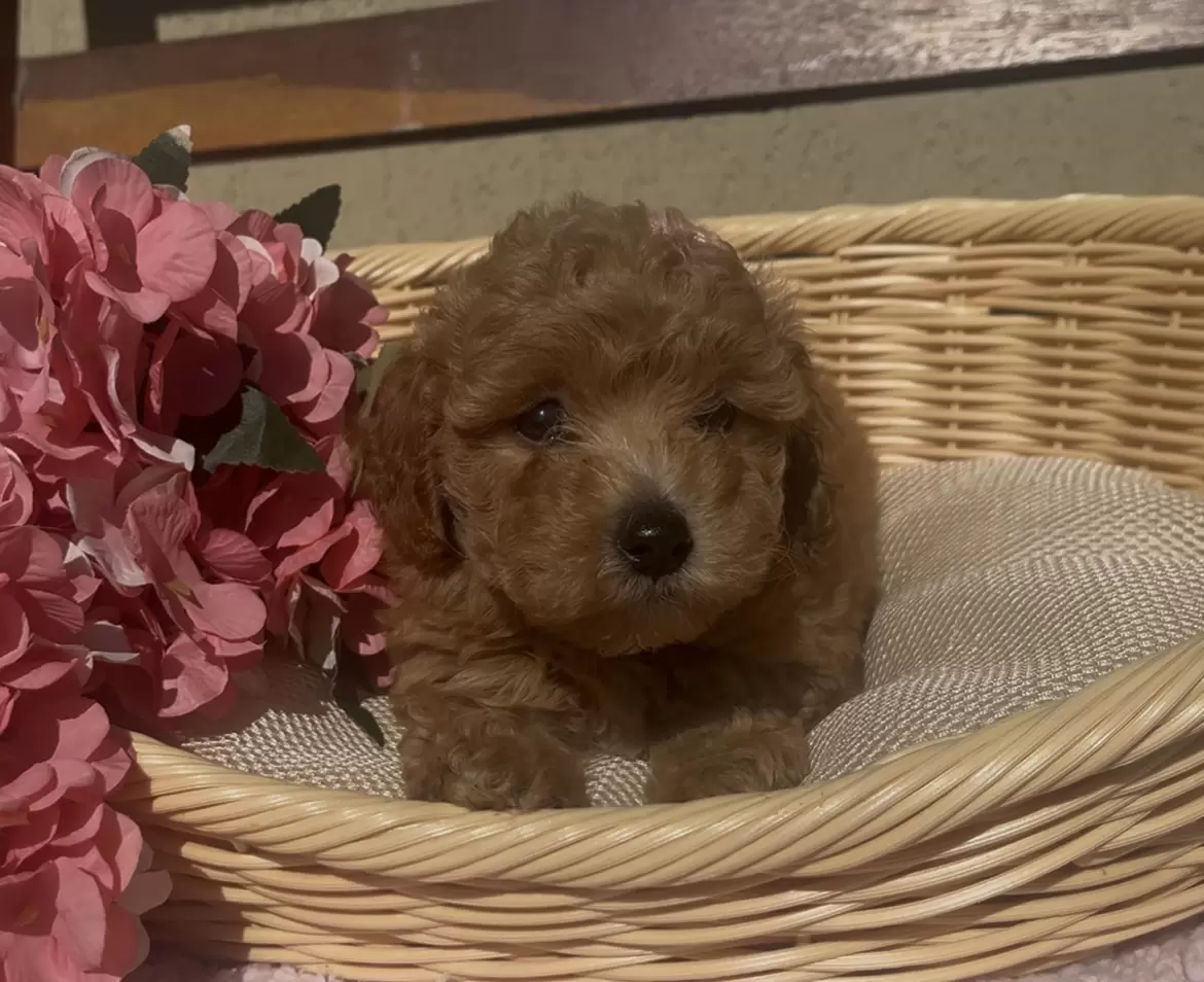 Poodle red Alina 