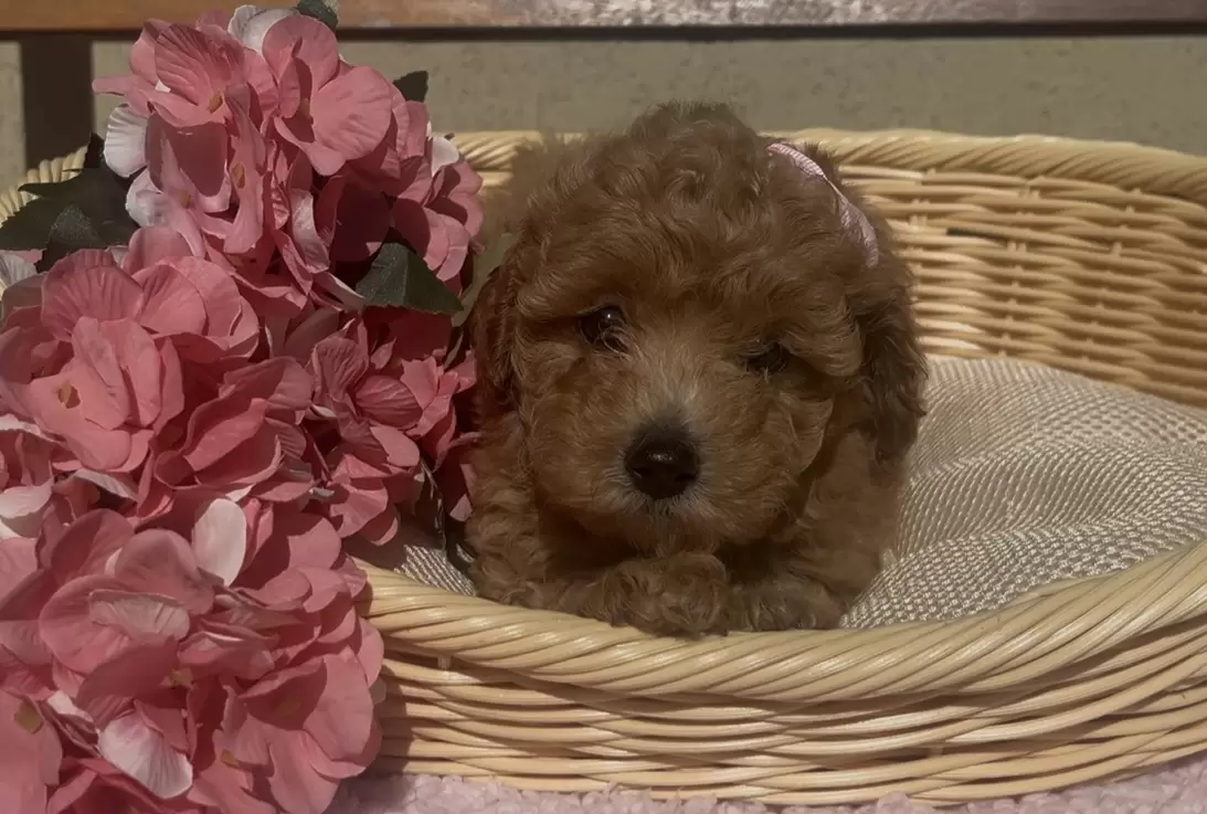 Poodle red Alina 