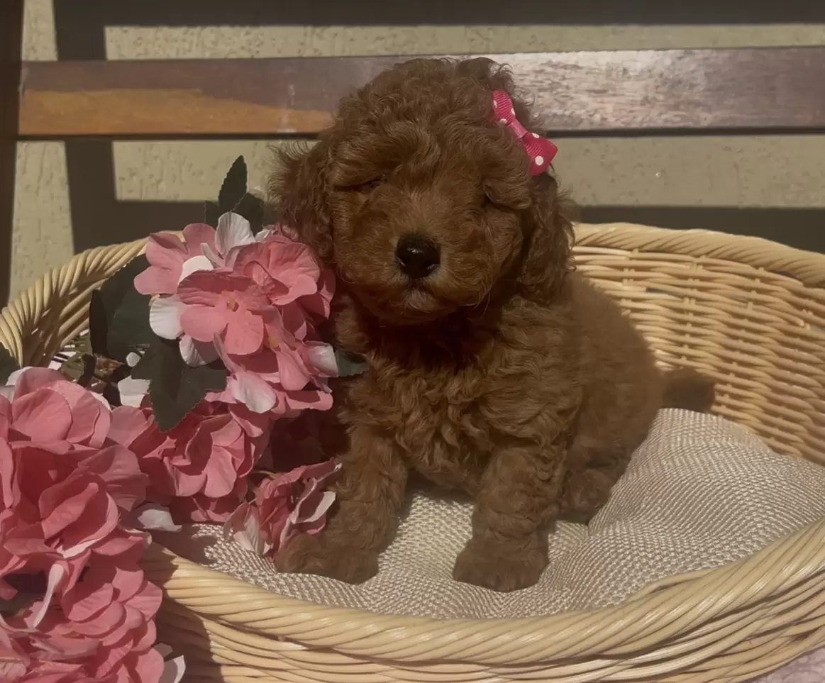 Poodle red Alice 
