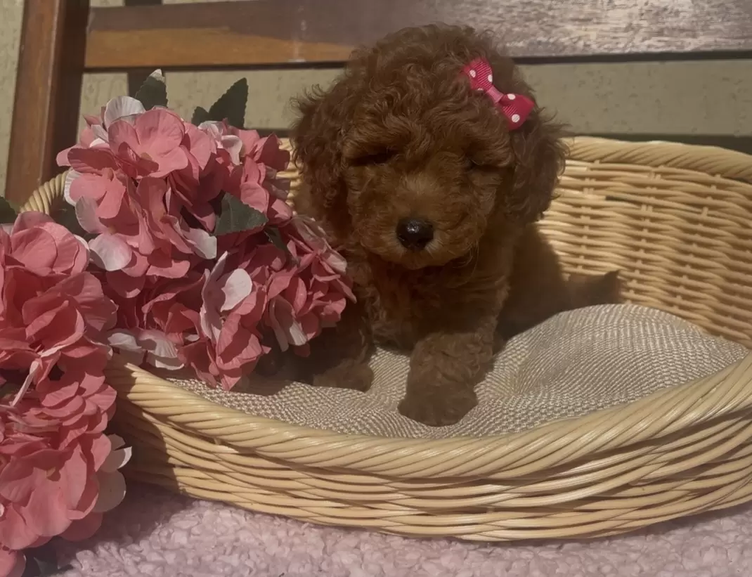 Poodle red Alice 