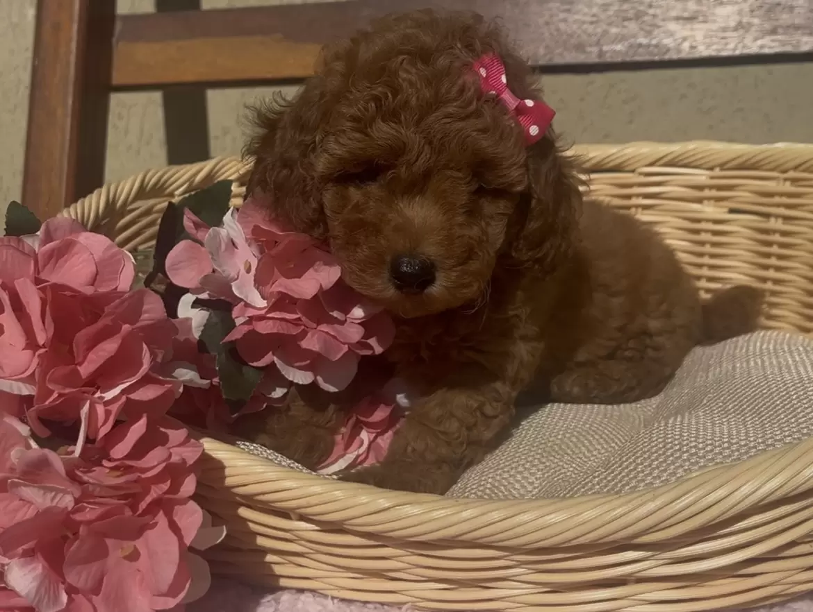 Poodle red Alice 