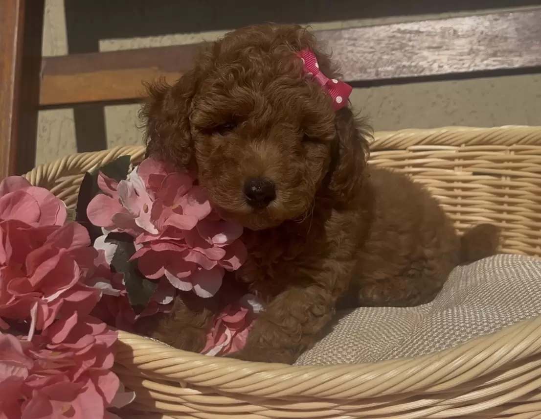 Poodle red Alice 