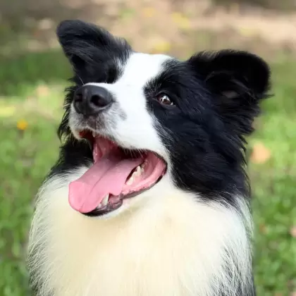 Darwin
