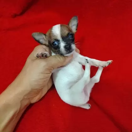 Feminha Little