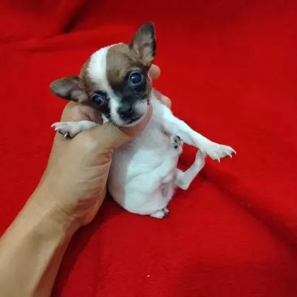 Feminha Little