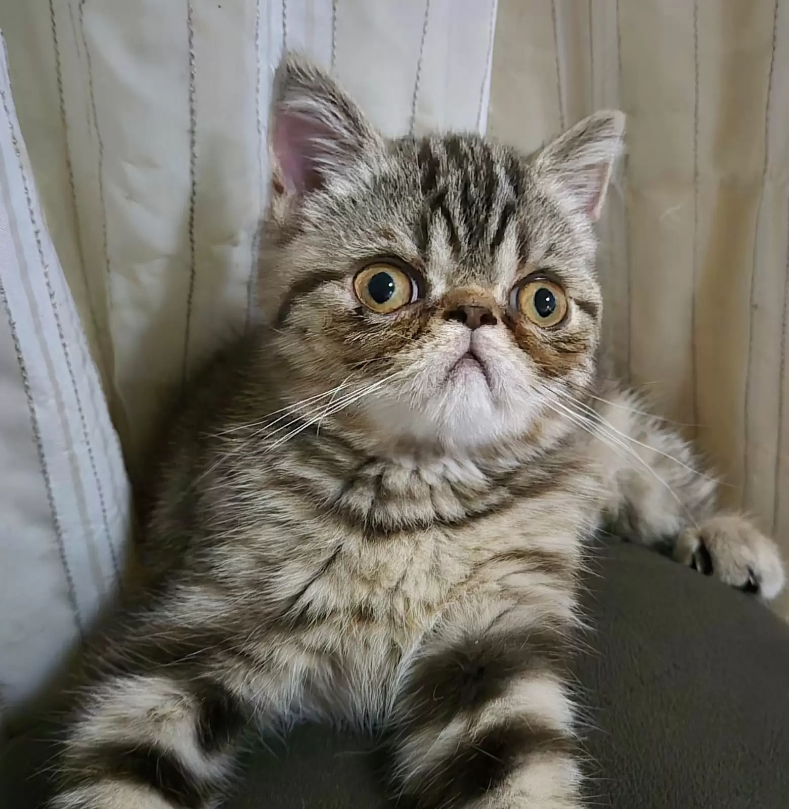 FelinaeCats Benjamim