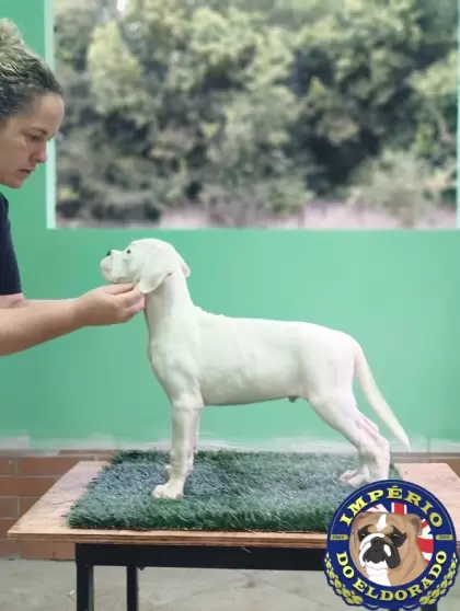 Boxer macho branco