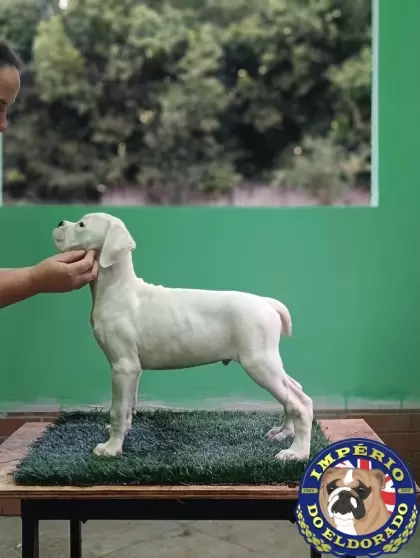 Boxer macho branco