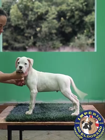 Boxer macho branco