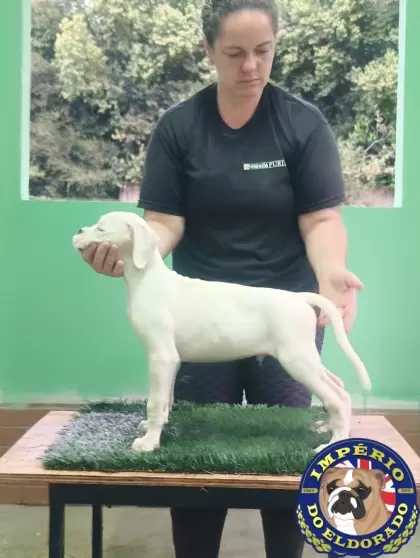 Boxer macho branco