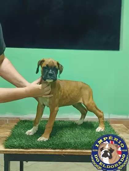 Boxer macho vermelho máscara preta