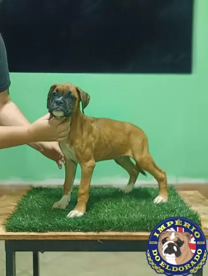 Boxer macho vermelho máscara preta