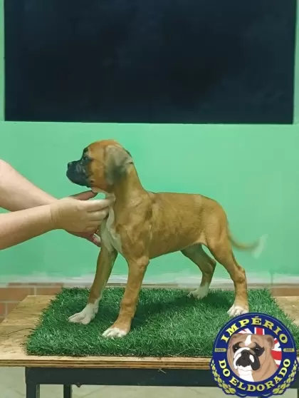 Boxer macho vermelho máscara preta