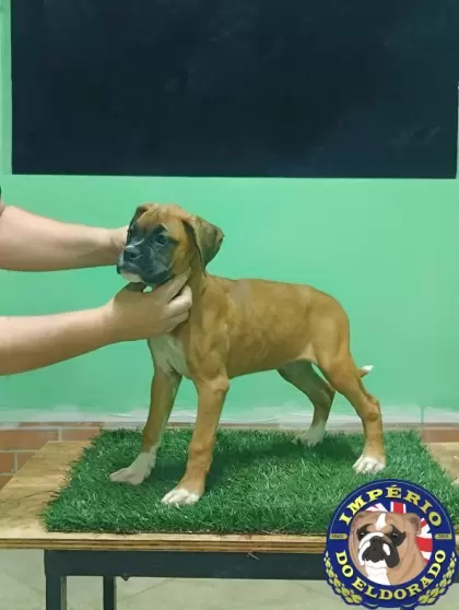 Boxer macho vermelho máscara preta