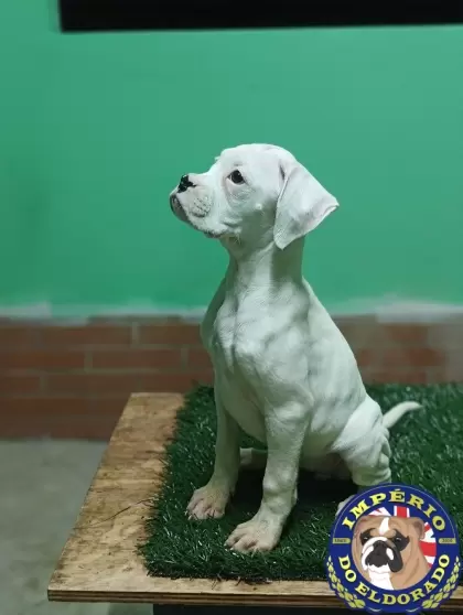 Boxer fêmea branca 