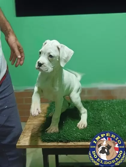 Boxer fêmea branca 