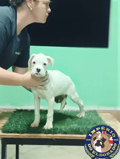 Boxer fêmea branca 
