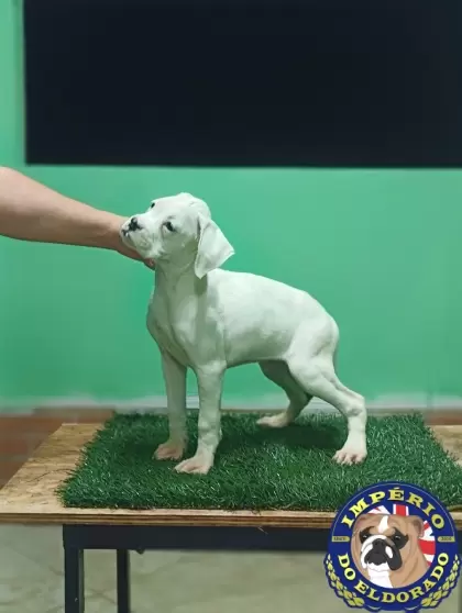 Boxer fêmea branca 
