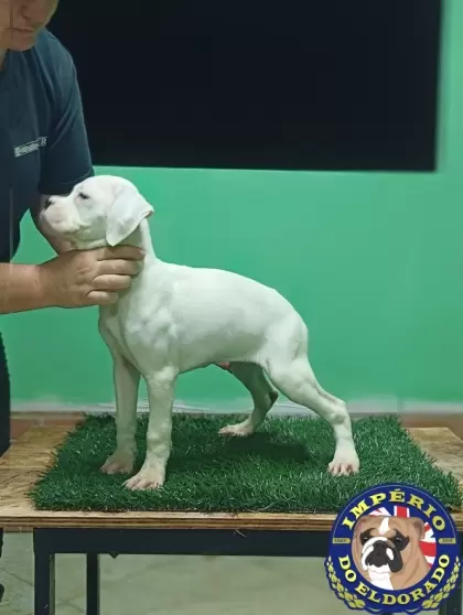 Boxer fêmea branca 