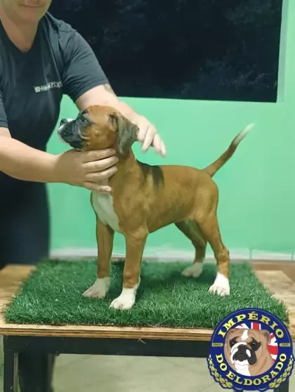 Boxer fêmea vermelho e branco