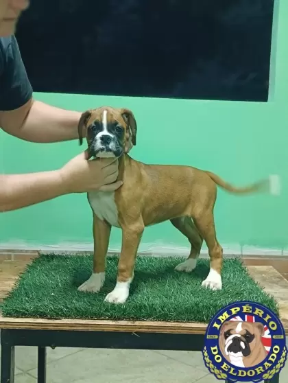Boxer fêmea vermelho e branco