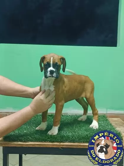 Boxer fêmea vermelho e branco