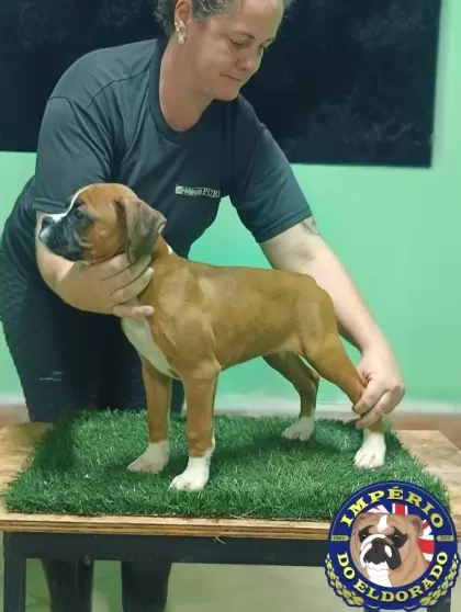 Boxer fêmea vermelho e branco