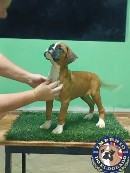 Boxer fêmea vermelho e branco