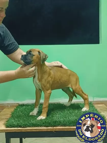 Boxer fêmea vermelho máscara preta 