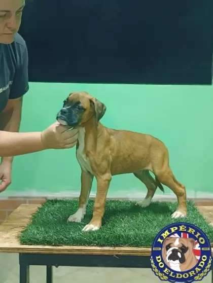 Boxer fêmea vermelho máscara preta 