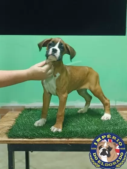 Boxer fêmea vermelho e branco 