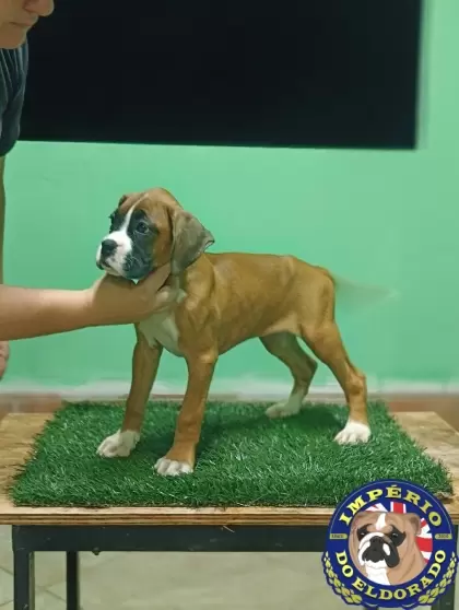 Boxer fêmea vermelho e branco 