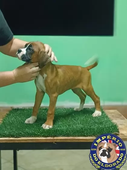 Boxer fêmea vermelho e branco 