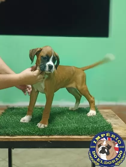 Boxer fêmea vermelho e branco 