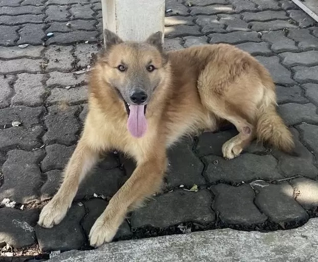Cipó