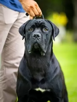 APOLO
