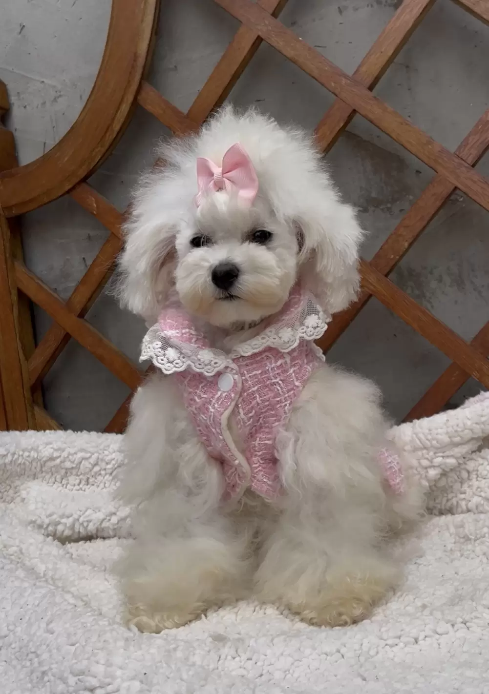 Belle