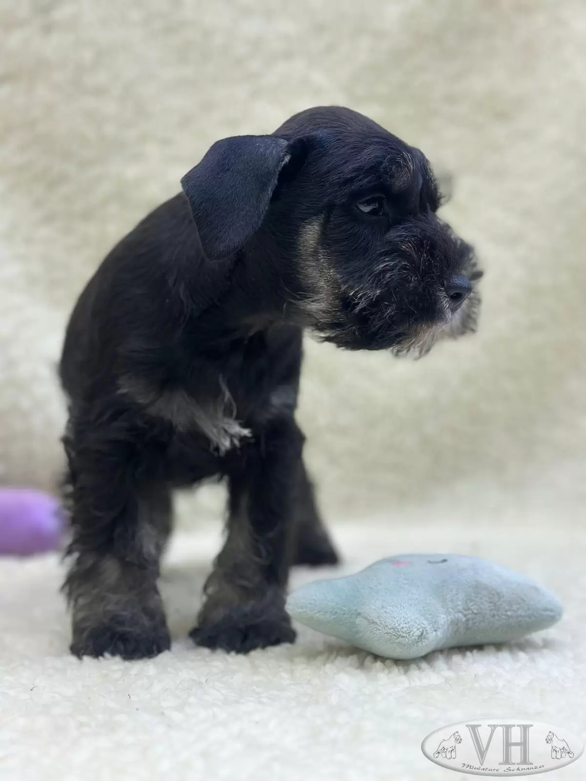 Macho preto e prata