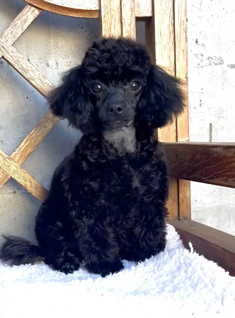 Poodle micro preta 