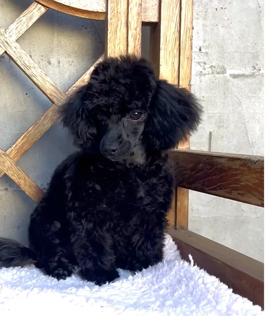 Poodle micro preta 
