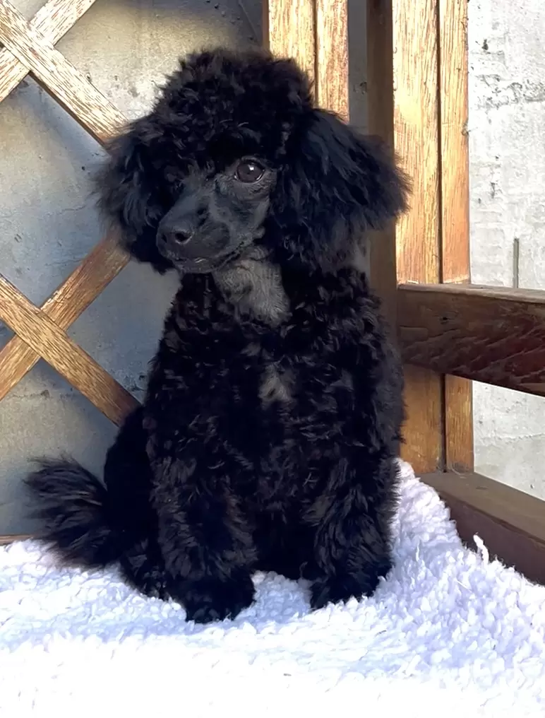 Poodle micro preta 