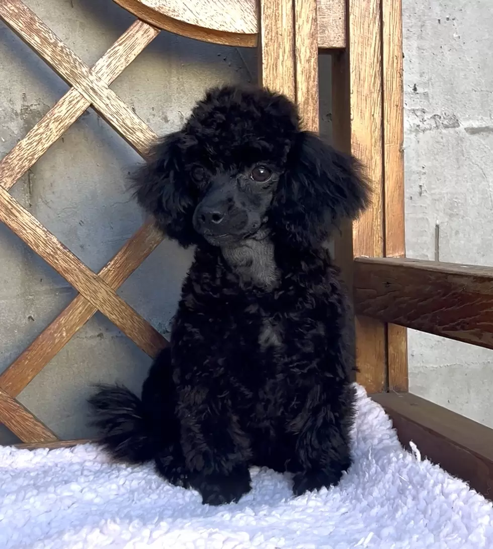 Poodle micro preta 