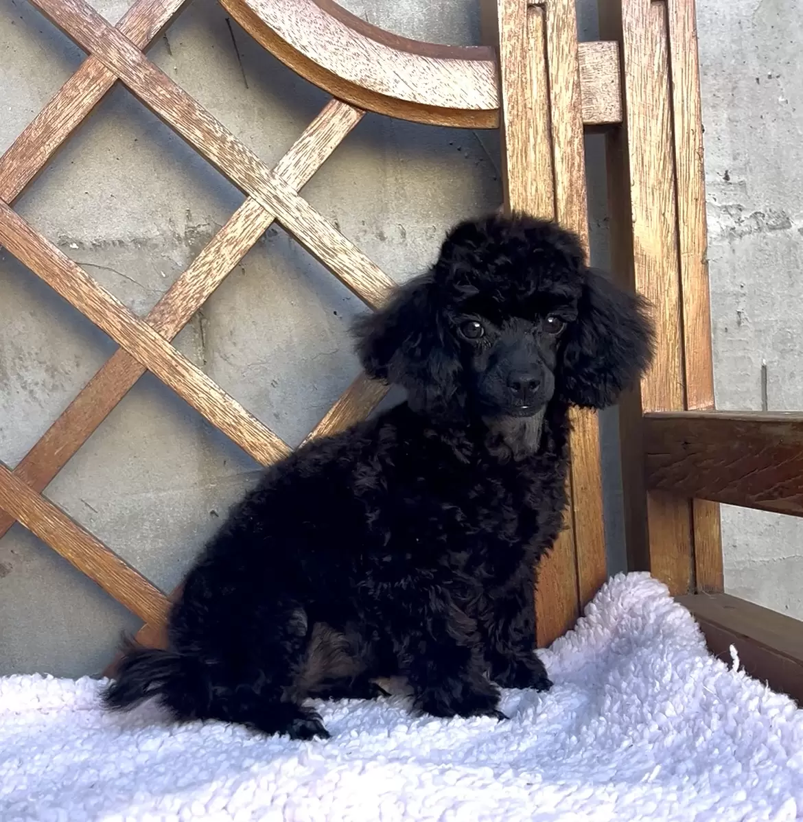 Poodle micro preta 