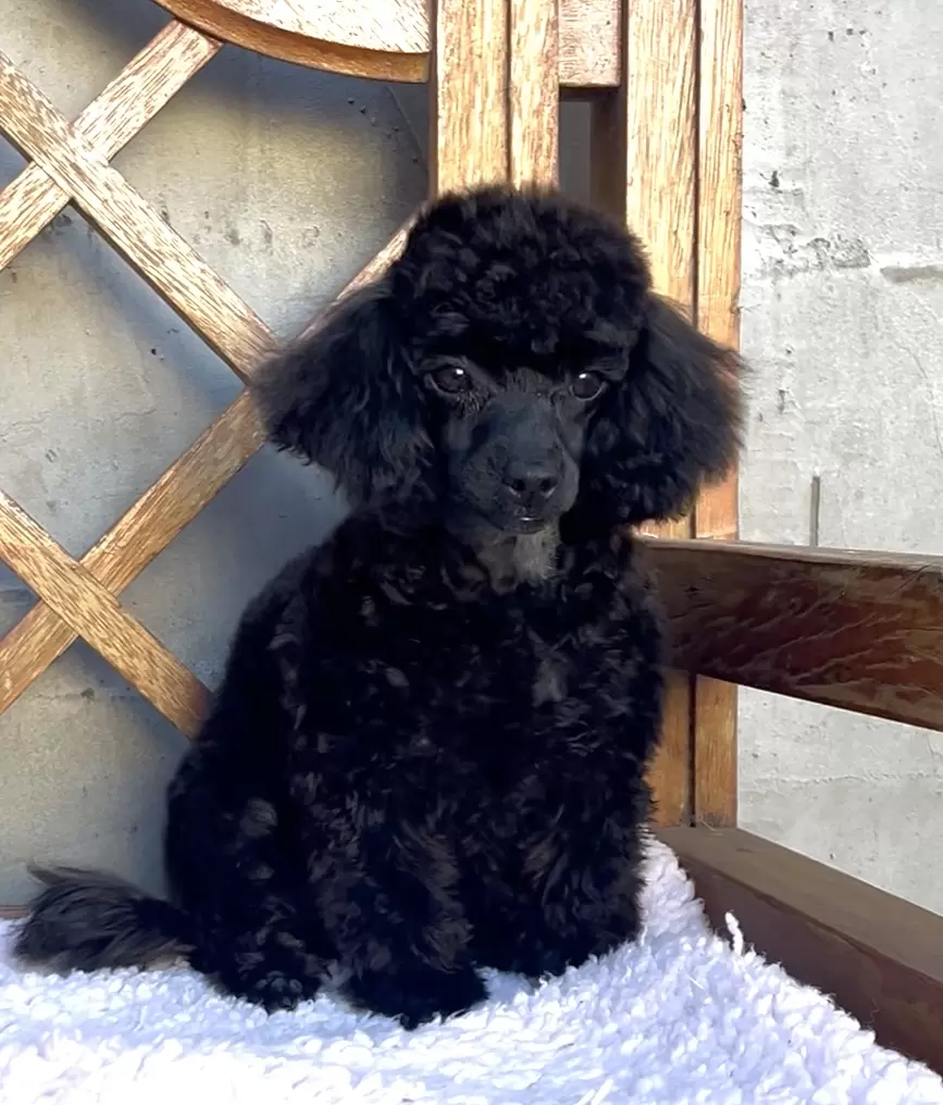 Poodle micro preta 
