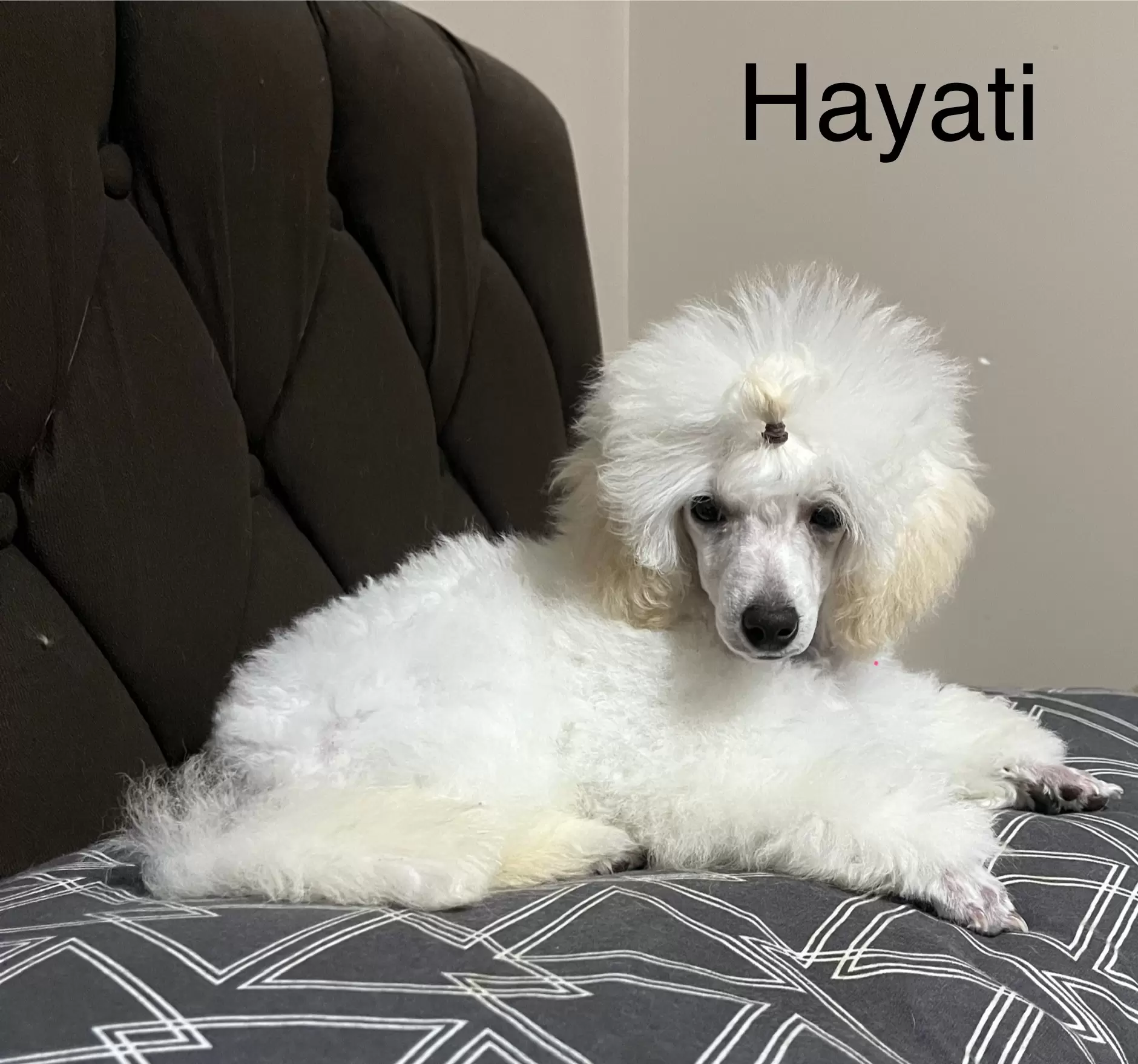 Maison Satine Hayati