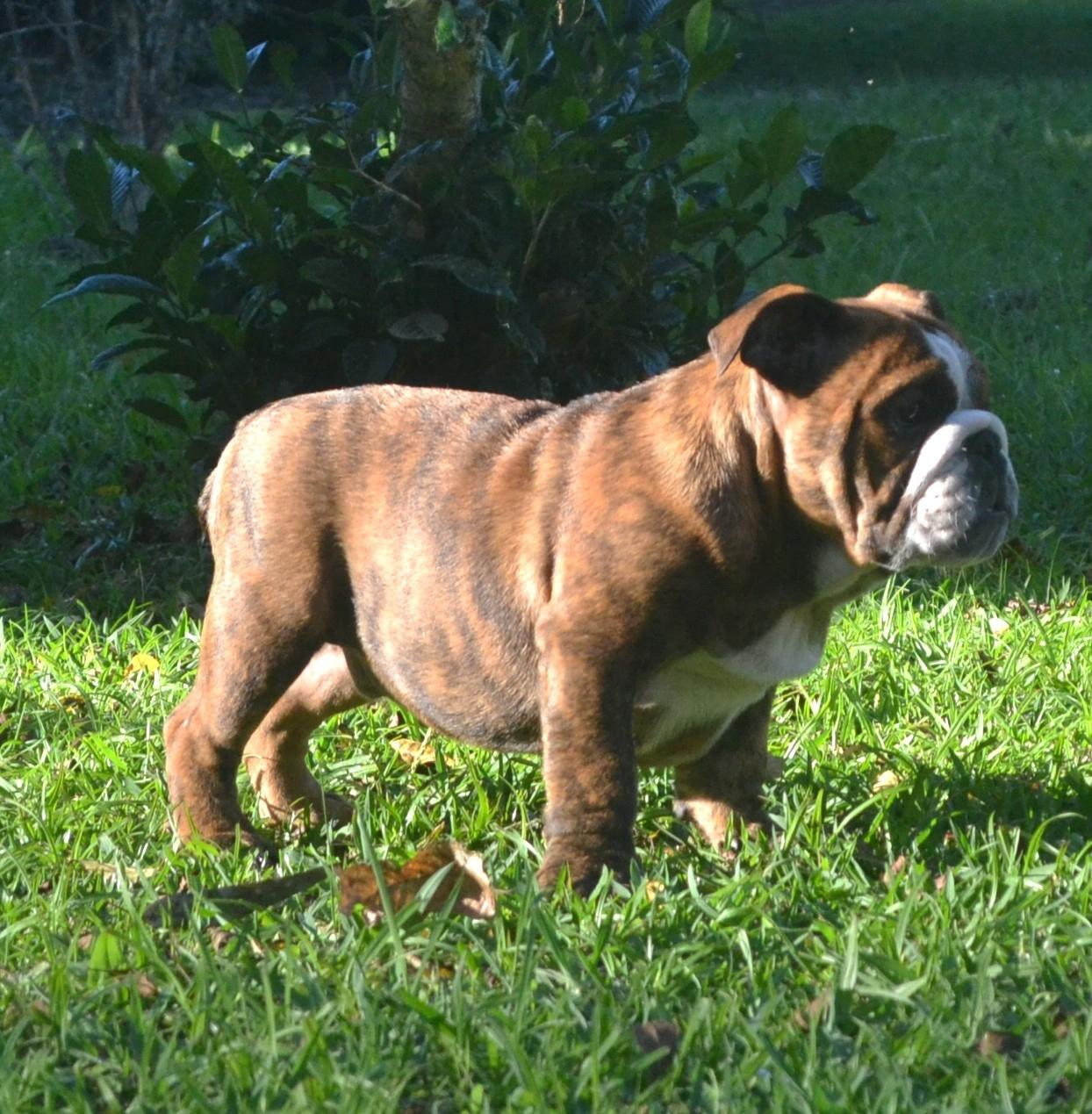 Macho 1