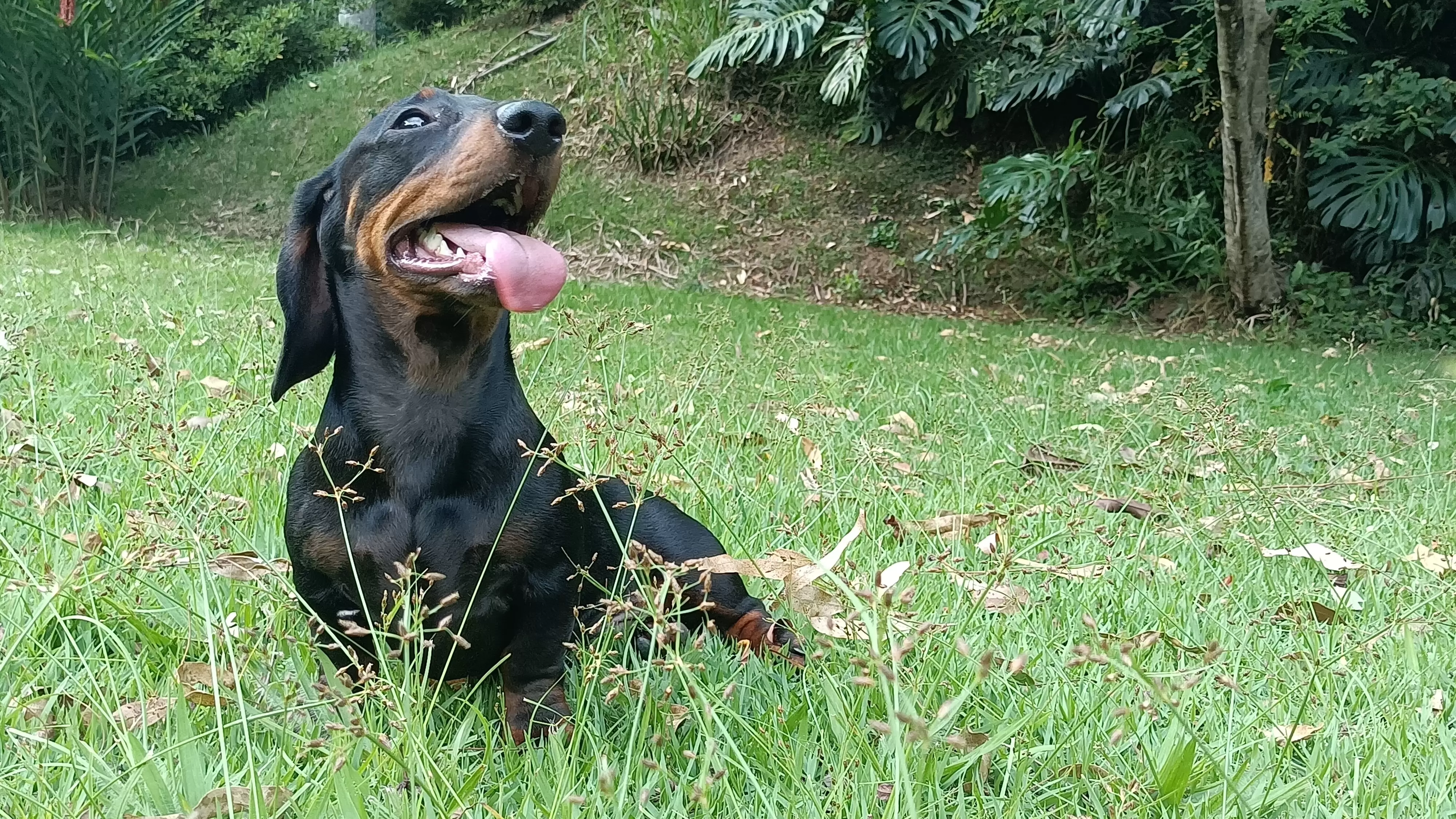 Otto